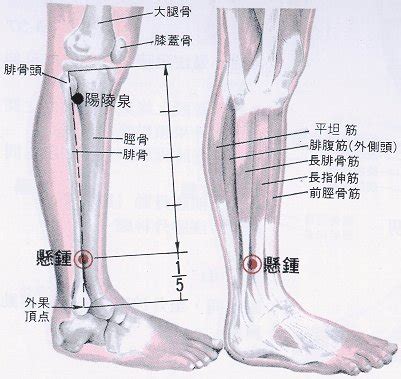 消積穴|醫砭 » 經穴庫 » 懸樞